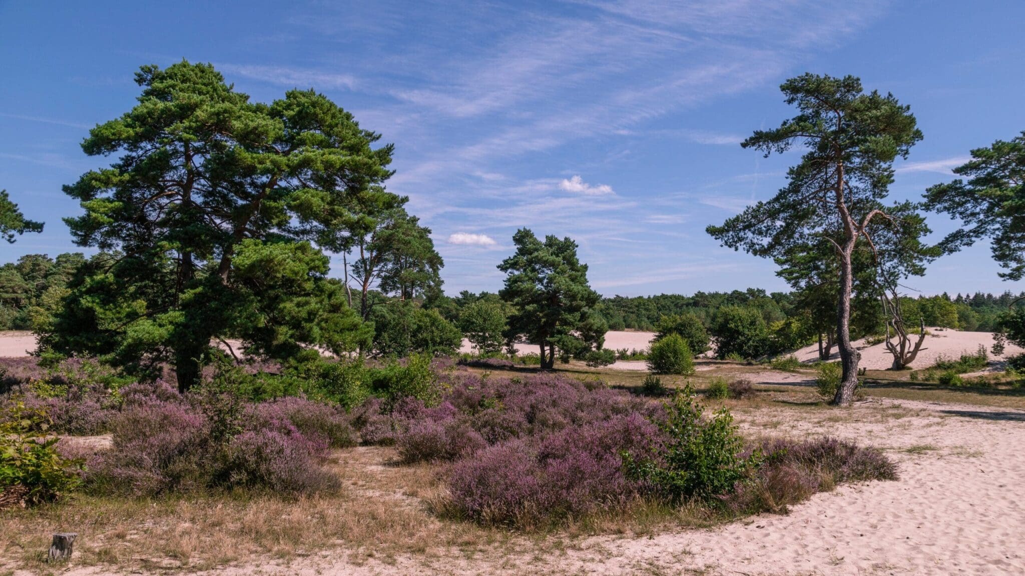 Bloeiende heide in natuurgebied de Soesterduinen nabij Soest, met uitzicht richting Baarn